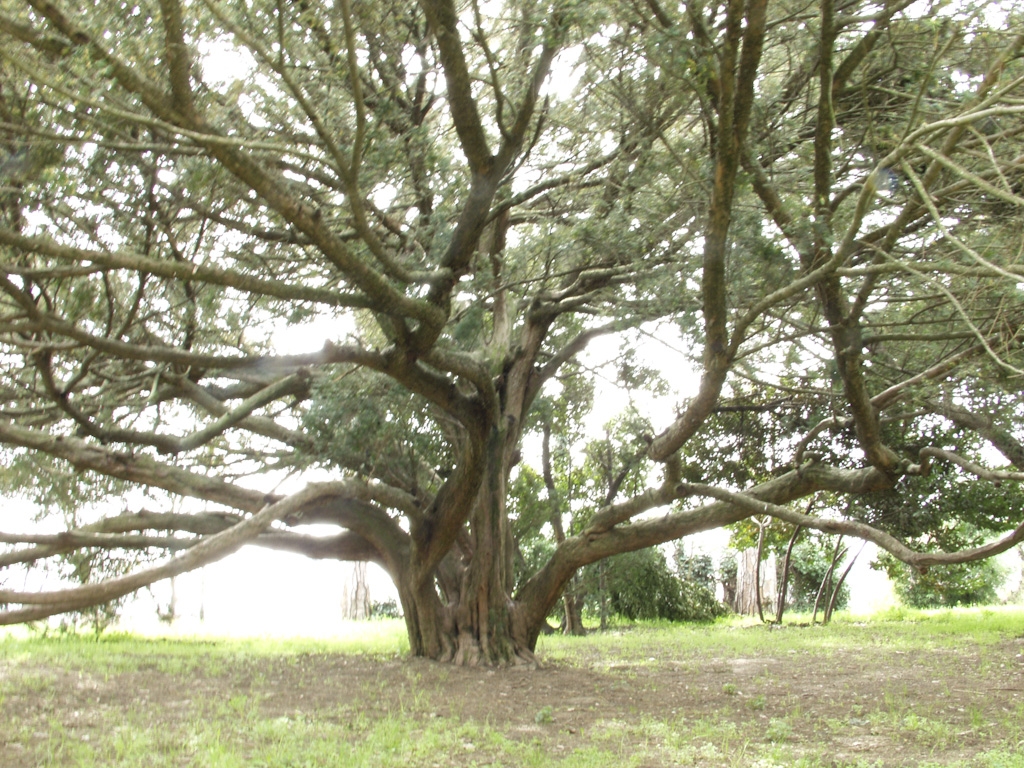 SASSO MARCONI Colle Ameno P3241542